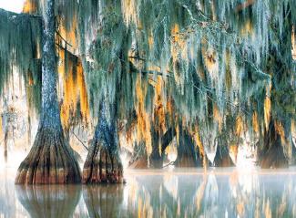 Spanish moss drapes bald cypress trees along Lake Martin in Louisiana