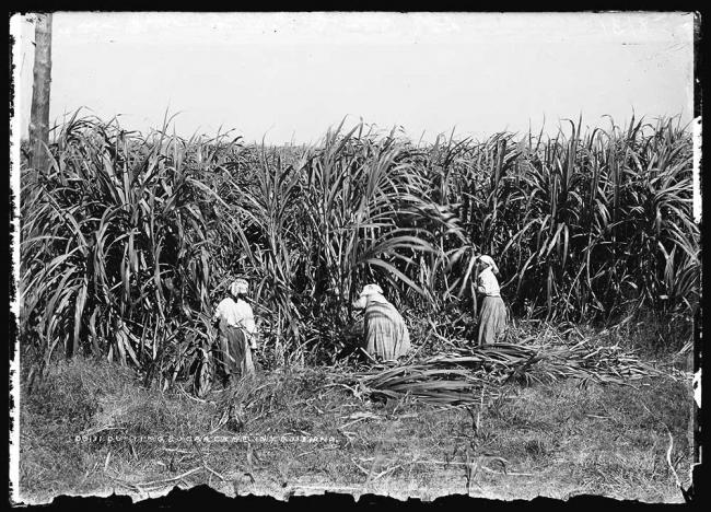 Library of Congress photo of sugar cane workers