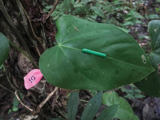 green clay caterpillar on a leaf