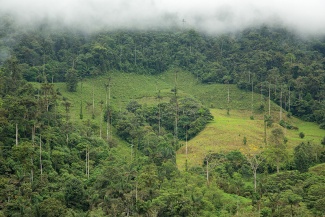 land in Ecuador with green trees and foggy clouds