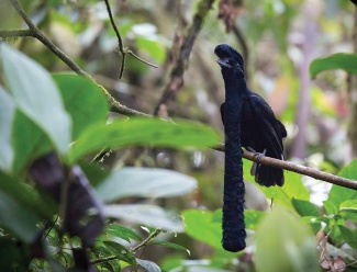 a long-wattled umbrellabird with black feathers sits on a rainforest tree limb