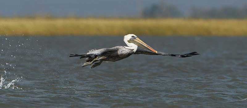 close up of a pelican flying over wetland waters