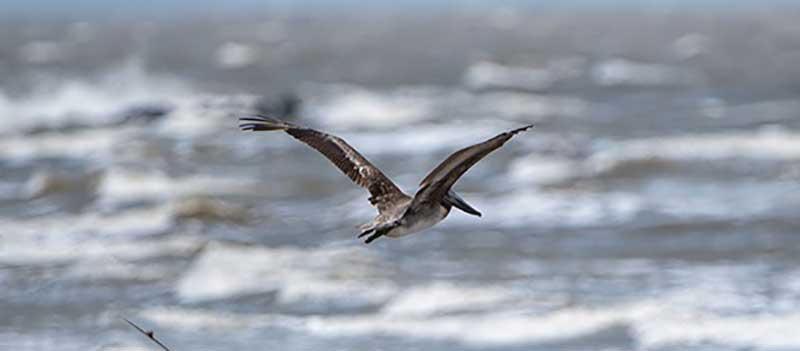 pelican soaring over coastal water