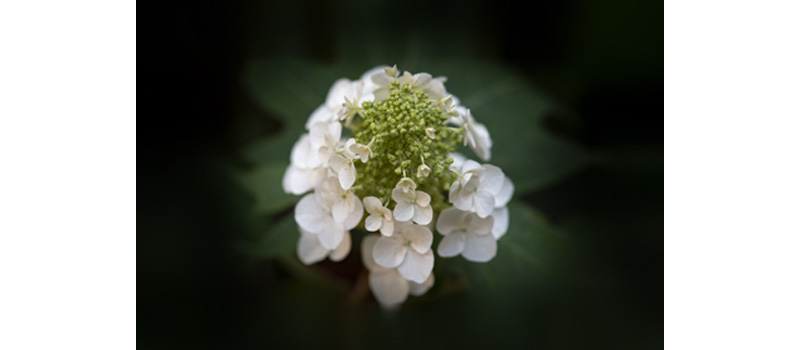 single white hydrangea bloom on the Uptown campus 