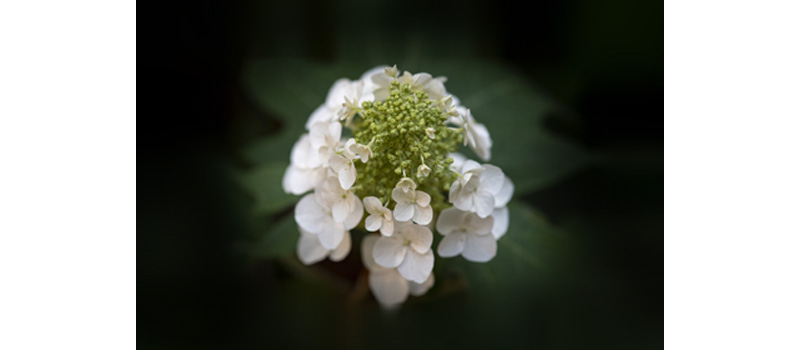 white Hydrangea flower on black background