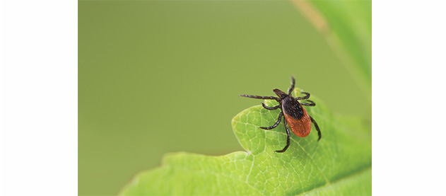 close up of a tick insect on a leaf