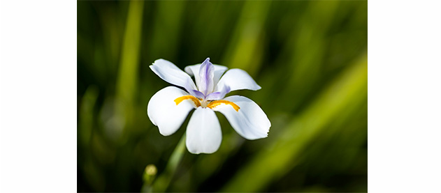 close up of white iris