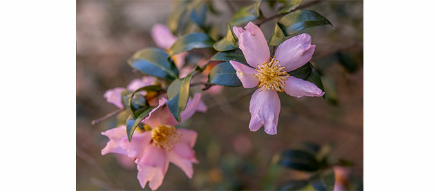 close up of pink flowers with yellow center