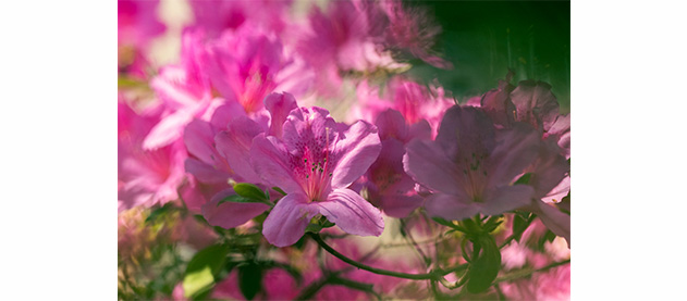 pink azelia flowers