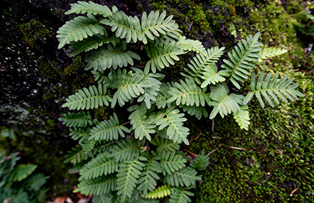 close-up of green fern fronds growing on a tree