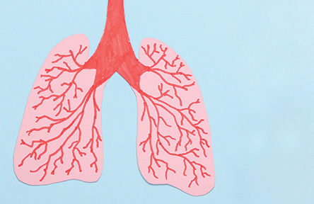A drawing of human lungs on pink construction paper
