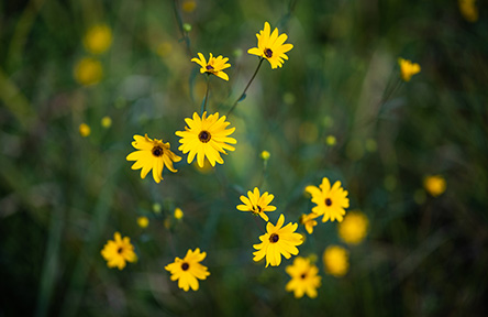 Small yellow wildflowers with dark centers in a green field.