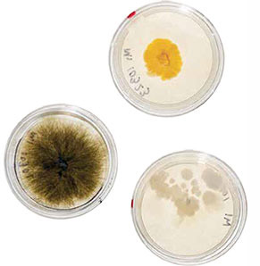 Samples of endophytes — fungi and bacteria