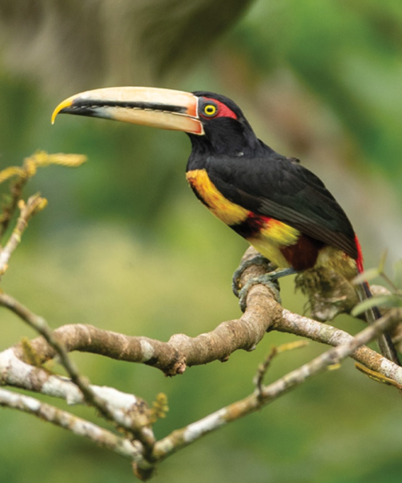 An aracari, a tropical bird with a long beak and yellow and red feathers
