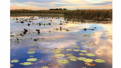 water lilies