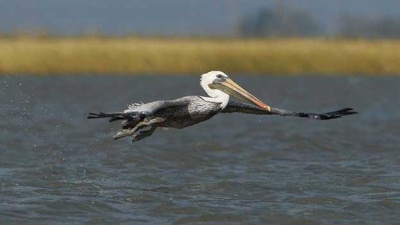 close up of a pelican flying over wetland waters