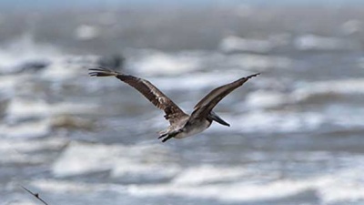 pelican soaring over coastal water