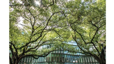 The reflective exterior wall of the Goldring/Woldenberg Business Complex curves to behind live oak trees. 