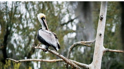 a brown pelican rests on a tree branch in City Park New Orleans