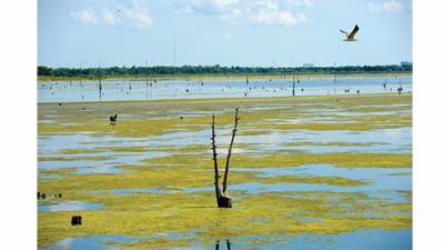 a bird flies over Wetland Watchers Park in St. Charles Parish, Louisiana