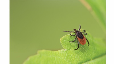 close up of a tick insect on a leaf