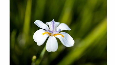 close up of white iris