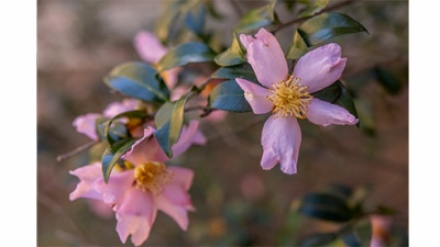 close up of pink flowers with yellow center