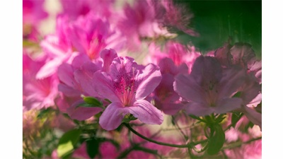 pink azelia flowers