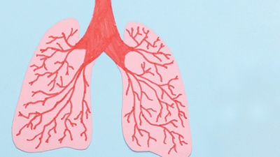 Paper lungs TH A drawing of human lungs on pink construction paper