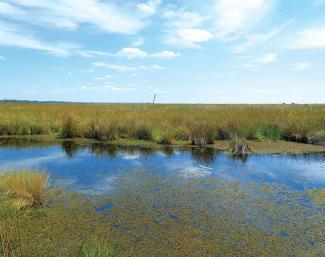 Roseau cane thrives in the “bird’s foot” delta in Plaquemines Parish, Louisiana.
