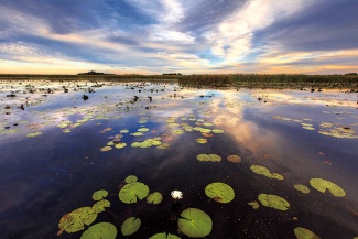 water  lilies