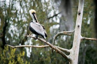 a brown pelican rests on a tree branch in City Park New Orleans