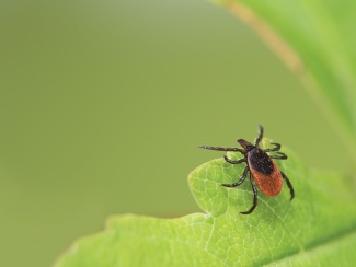 a tick insect on a leaf