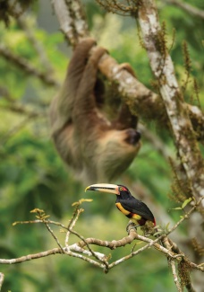 An aracari tropical bird and a sloth