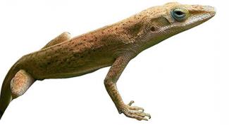 A brown Anole lizard from Cuba.