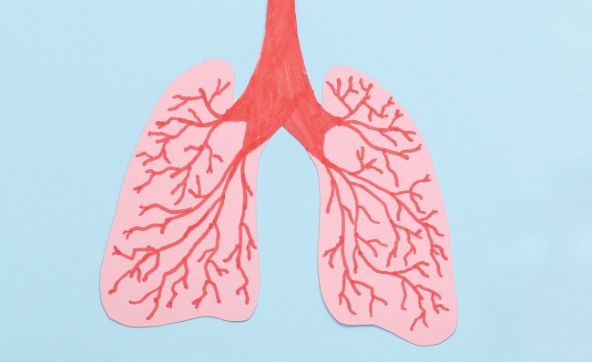 A drawing of human lungs on pink construction paper